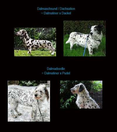 Qualzucht - Warum Aufklärung alleine nicht reicht-Beitrag-Bild