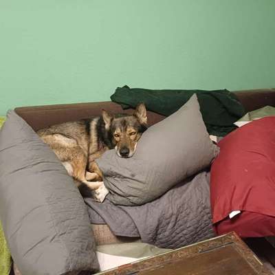 Freddys Kummerkasten-Beitrag-Bild