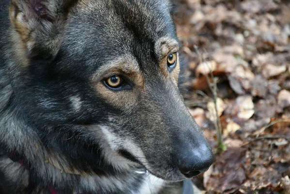 Die besten Hundeblicke 🐾❤️-Beitrag-Bild