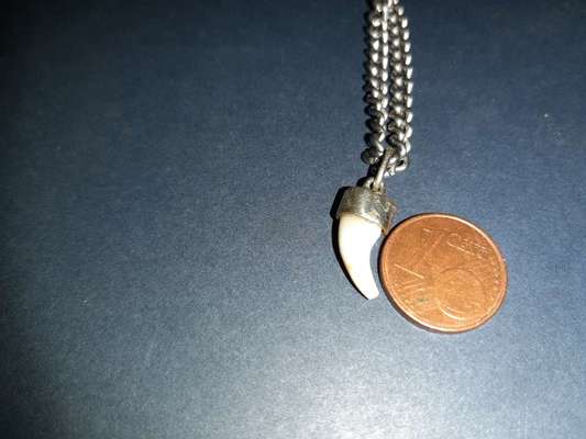 Eckzahn gefunden-Beitrag-Bild