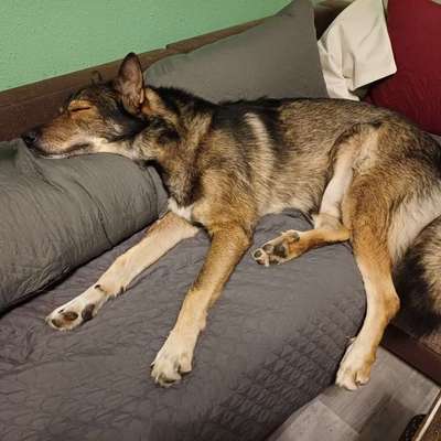 Freddys Kummerkasten-Beitrag-Bild