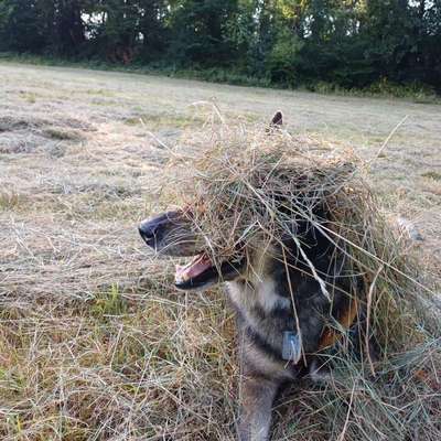 Freddys Kummerkasten-Beitrag-Bild