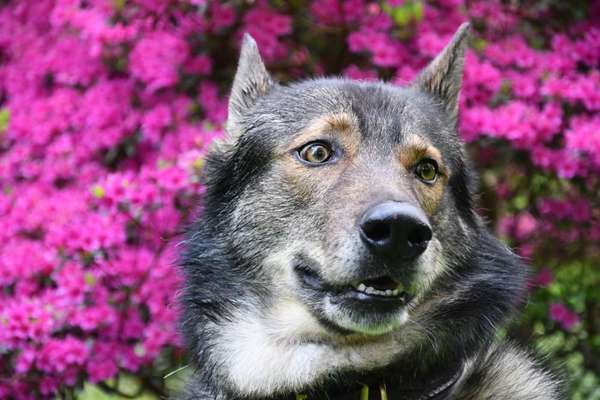 Freddys Kummerkasten-Beitrag-Bild