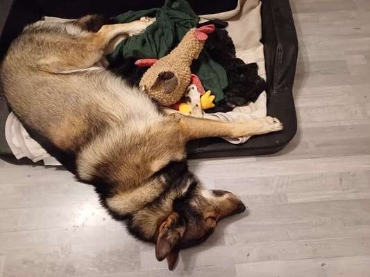 Freddys Kummerkasten-Beitrag-Bild