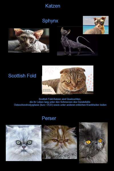 Diskussion zum neuen Entwurf des Tierschutzgesetzes....-Beitrag-Bild