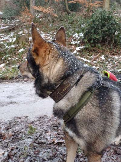 Welches Halsband trägt dein Hund und warum dieses?-Beitrag-Bild