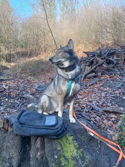 Freddys Kummerkasten-Beitrag-Bild