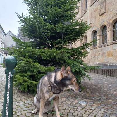 Freddys Kummerkasten-Beitrag-Bild