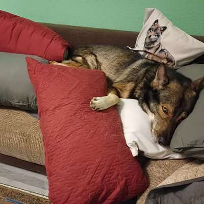 Freddys Kummerkasten-Beitrag-Bild