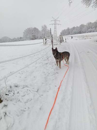 Mein Junghund flippt im Schnee total aus-Beitrag-Bild