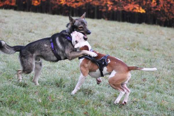 Verhalten des Hundes gegenüber "Kurznasenhunde"-Beitrag-Bild