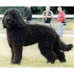 Haarverlust Goldendoodle F1-Beitrag-Bild