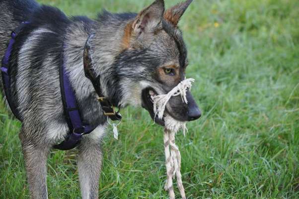 Dein Hund im Dogorama-Kalender 2021-Beitrag-Bild