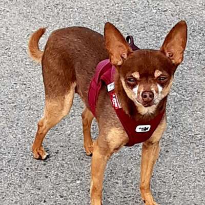 Freddys Kummerkasten-Beitrag-Bild