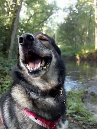 Freddys Kummerkasten-Beitrag-Bild