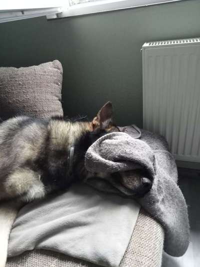 Freddys Kummerkasten-Beitrag-Bild