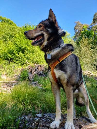 Freddys Kummerkasten-Beitrag-Bild