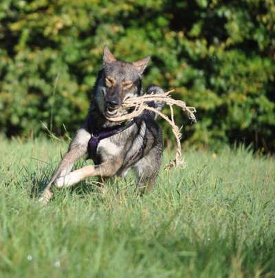 Challenge Nr. 16         Dynamik - Dein Hund in Bewegung-Beitrag-Bild