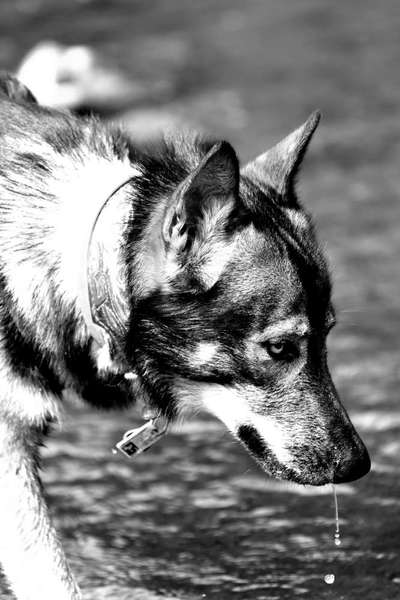 Foto-Challenge 76: Foto in Schwarz-Weiss-Beitrag-Bild