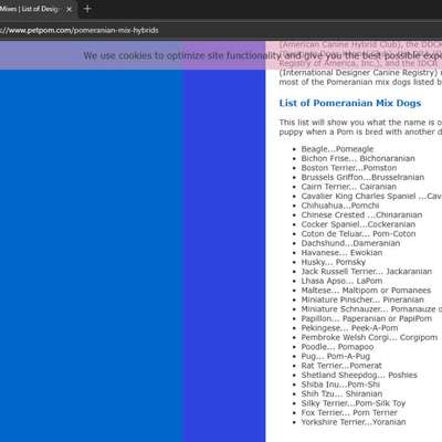 Qualzucht - Warum Aufklärung alleine nicht reicht-Beitrag-Bild