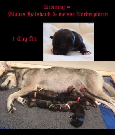 Als Welpen sind sie alle noch süßer-Beitrag-Bild