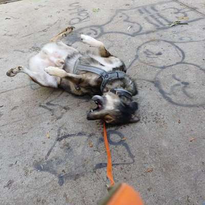 Freddys Kummerkasten-Beitrag-Bild