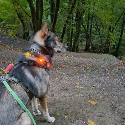 Freddys Kummerkasten-Beitrag-Bild