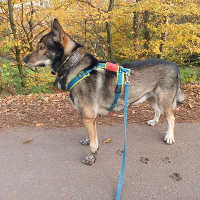 Leine gesucht-Beitrag-Bild