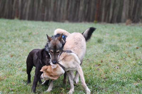 Wenn große Hunde und kleine Hunde wild toben...-Beitrag-Bild
