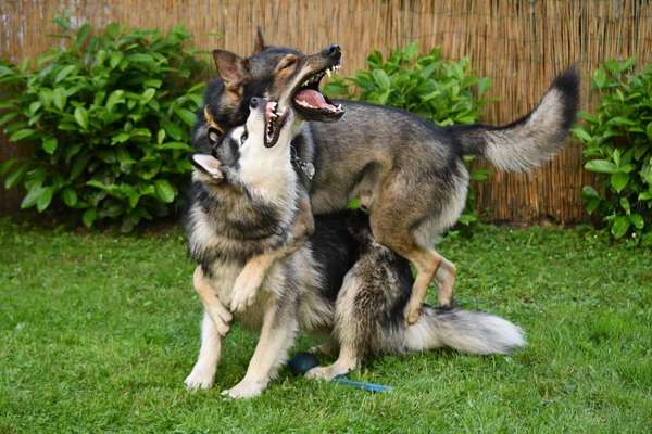 Cora und Amy beim spielen .-Beitrag-Bild