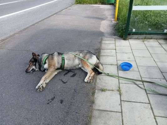 Freddys Kummerkasten-Beitrag-Bild