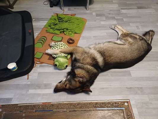 Körbchen / Decke gewöhnen-Beitrag-Bild