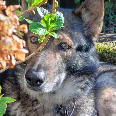 Freddys Kummerkasten-Beitrag-Bild