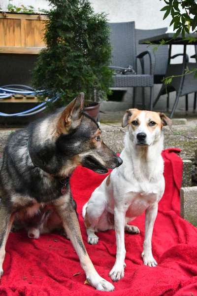Gespräche zwischen Hund und Halter-Beitrag-Bild