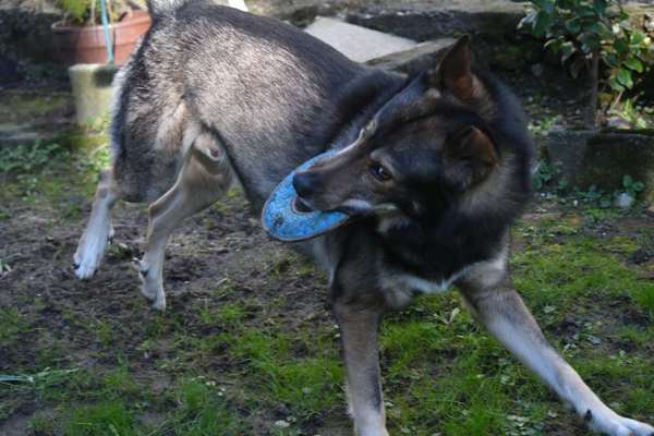 Freddys Kummerkasten-Beitrag-Bild