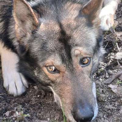 Freddys Kummerkasten-Beitrag-Bild