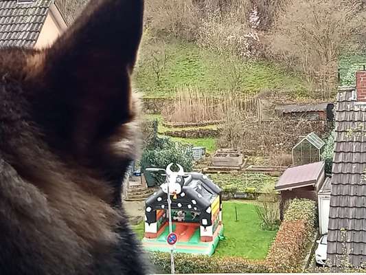 Freddys Kummerkasten-Beitrag-Bild