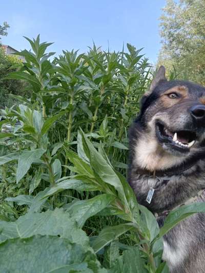 Gespräche zwischen Hund und Halter-Beitrag-Bild