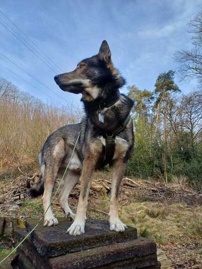 Spitzname(n) Deines Hundes-Beitrag-Bild