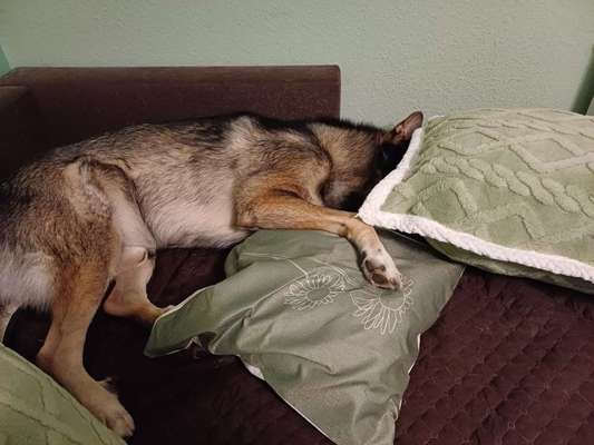 Freddys Kummerkasten-Beitrag-Bild