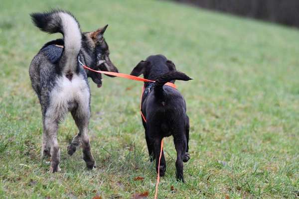 Bild wo euer Hund quatsch macht-Beitrag-Bild