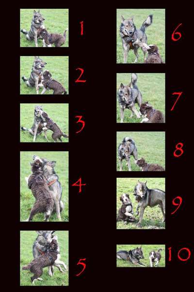 Keine Spielwiese, keine Welpengruppen nur feste Hundefreunde-Beitrag-Bild