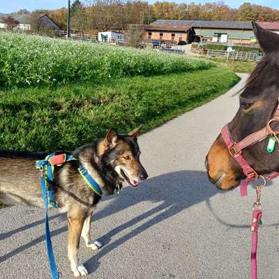 Halsband für Tracker-Beitrag-Bild