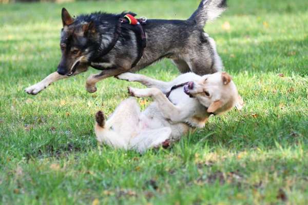 Cora und Amy beim spielen .-Beitrag-Bild