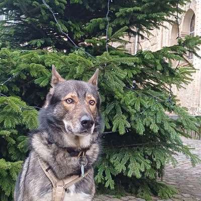 Freddys Kummerkasten-Beitrag-Bild