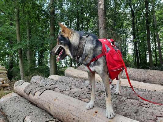 Ruffwear Frontrange Rucksack-Beitrag-Bild