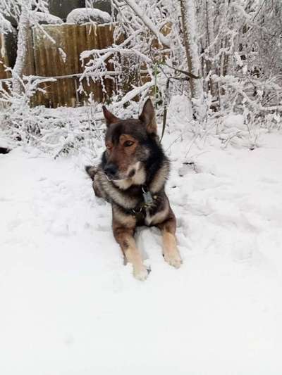 Mein Junghund flippt im Schnee total aus-Beitrag-Bild