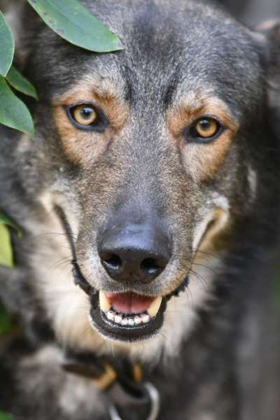 25. Farben Fotochallenge ,,Bernstein"-Beitrag-Bild