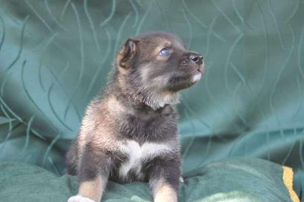 Welpenfotos-Beitrag-Bild