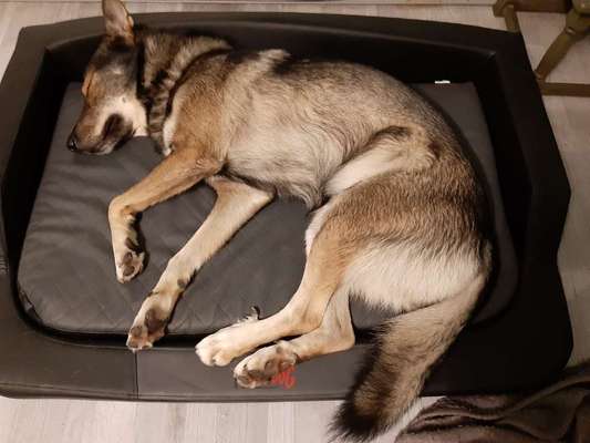 Hundebetten-Beitrag-Bild